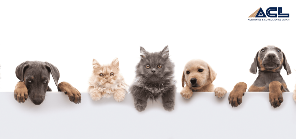 En qué consiste el proyecto que busca eximir de IVA a los alimentos de mascotas 6 En qué consiste el proyecto que busca eximir de IVA a los alimentos de mascotas